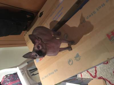 Macho sphynx procura fmea