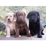 LABRADOR