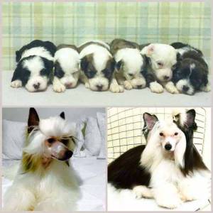 Filhotes de Cão de crista Chinês pronta entrega