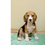 Filhote de beagle