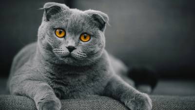 COMPRO SCOTTISH FOLD