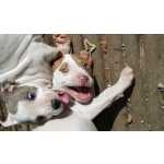 american pitbull terrier