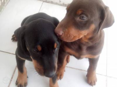 Doberman