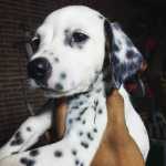 DALMATA BRANCO E PRETO