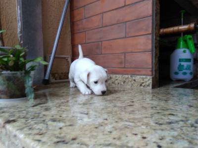 JACK RUSSEL LINDOS FILHOTES