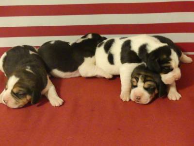 Cachorros Beagle com LOP Descendentes de Campeoes