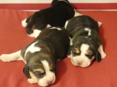 Cachorros Beagle com LOP Descendentes de Campeoes