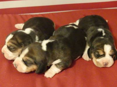 Cachorros Beagle com LOP Descendentes de Campeoes