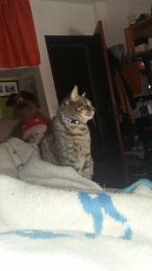 Desapareceu - Gato Cinzento com coleira azul refletora