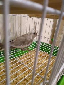 CALOPSITA ENCONTRADA
