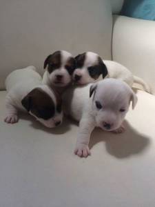 jack russel lindos filhotes