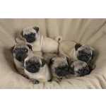 pug amaveis filhotes