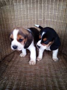 Beagles Tricolores- lop