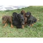 DOBERMAN LINDOS FILHOTES