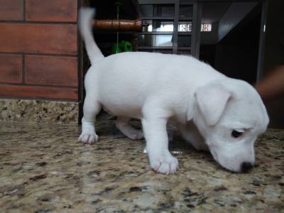HUSKY SIBERIANO FILHOTES ADORAVEIS