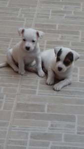 HUSKY SIBERIANO FILHOTES ADORAVEIS