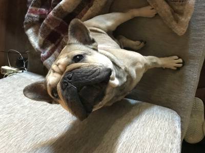 Bulldog Francs Macho para acasalar