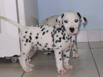 Dalmata