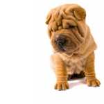 Sharpei