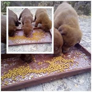 Labradores Retriever Chocolate