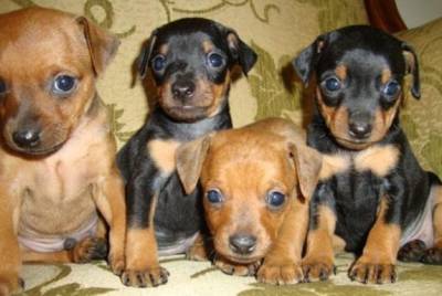 Pinscher