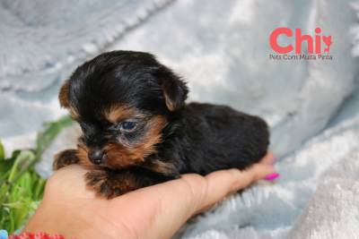 YORKSHIRE TERRIER