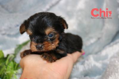 YORKSHIRE TERRIER
