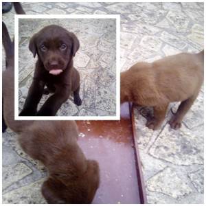 Labradores Retriever Chocolate