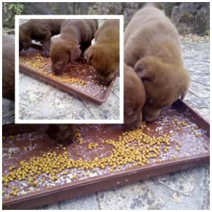 Labradores Retriever Chocolate