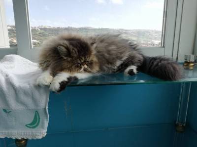 Gatinha persa procura namorado