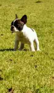 Buldogue francs