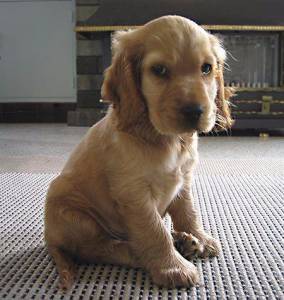 Cocker
