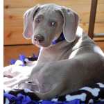 Weimaraner