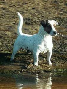 Jack Russell Terrier Progenitor