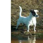 Jack Russell Terrier Progenitor