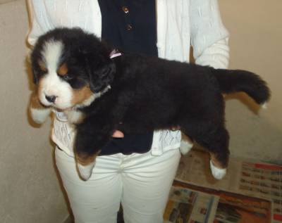 Bernese
