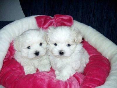 Poodle