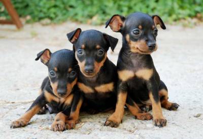 Pinscher