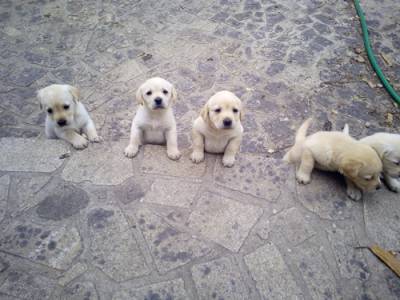 Labradores amarelos