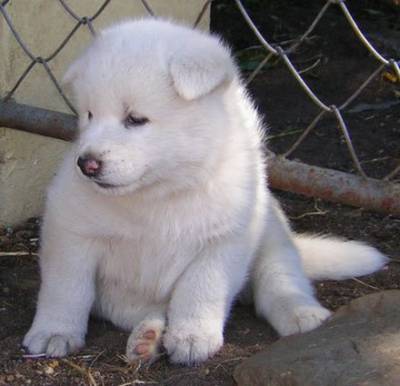 Akita