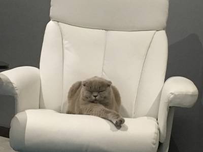 Scottish Fold Fmea procura macho British straight