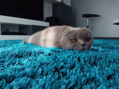Scottish Fold Fmea procura macho British straight