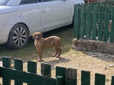 Ninhada dogue alemo disponvel