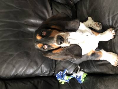 Procura-se namorada para Basset Hound