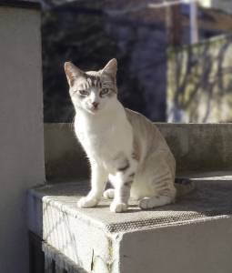 Gato macho desaparecido no Porto