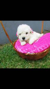 Poodle toy menor de Braslia