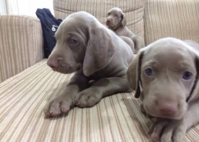 Weimaraner