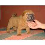 Sharpei