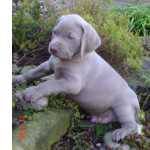 Weimaraner