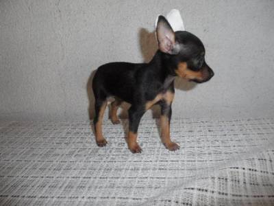 Pinscher